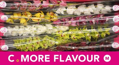 Cymbidium mini per tak gemengd