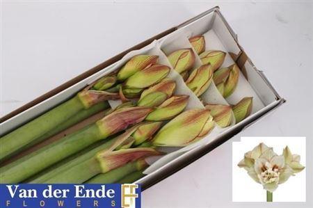 Hippeastrum Double Galaxy Grp 'Irinia'