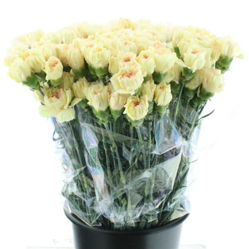 Dianthus standaard 'Happy Tea'