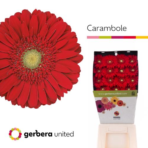 Gerbera grootbloemig 'Carambole'