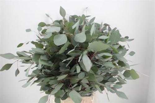 Eucalyptus per bos polyanthemos (fruit)