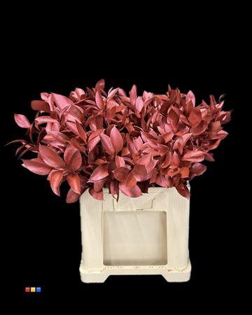 Ruscus kleurbehandeld H%