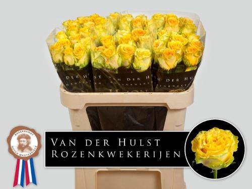 Rosa grootbloemig Lemon Finess