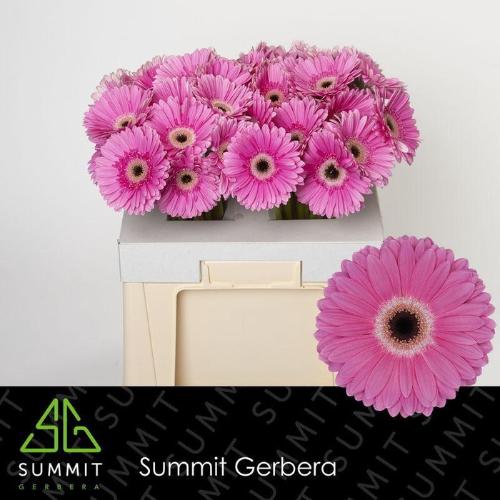 Gerbera grootbloemig 'Dreamer'