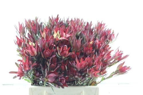 Leucadendron salignum 'Blush'