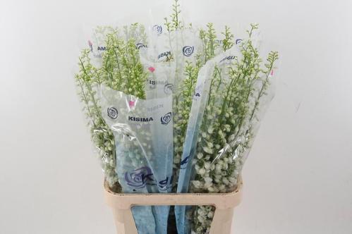 Delphinium Elatum Grp dubbelbloemig 'Candle White Shades'