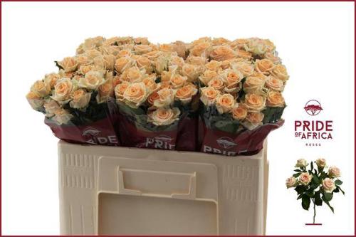 Rosa tros Trinity