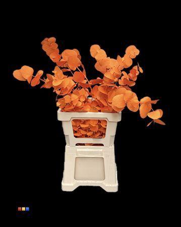 Eucalyptus cinerea kleurbehandeld per bos H%