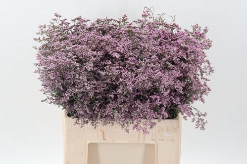 Limonium Safora Oshi Pink
