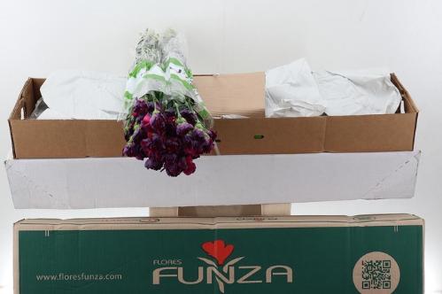 Dianthus standaard overig