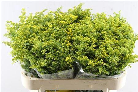 Solidago Carzan Glory