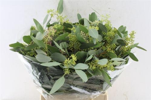 Eucalyptus per bos polyanthemos (fruit)