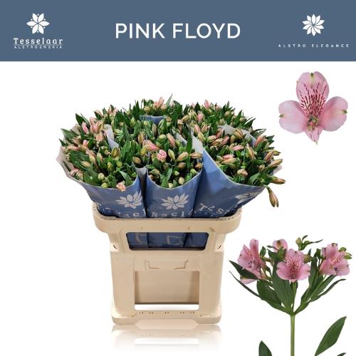Alstroemeria Pink Floyd