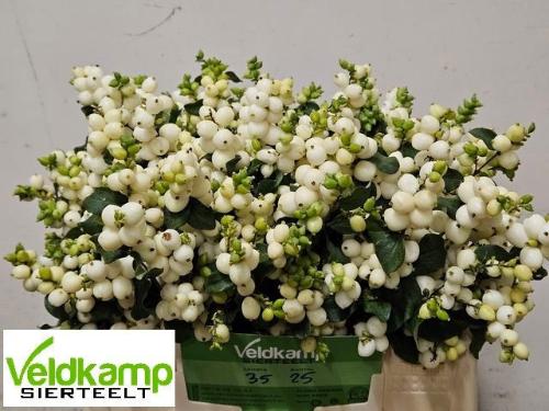 Symphoricarpos Magical Lemon And Lime