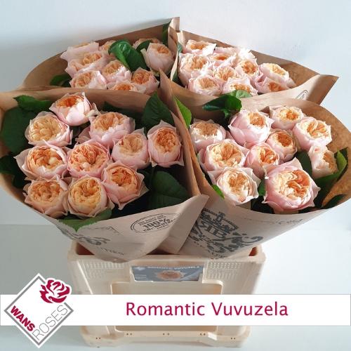 Rosa grootbloemig 'Romantic Vuvuzela'
