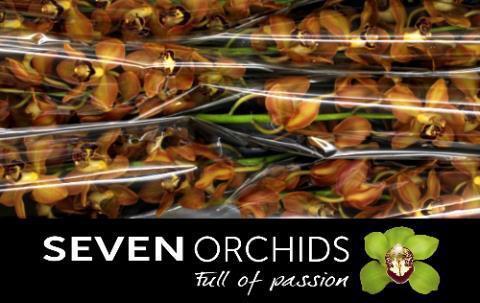 Cymbidium grootbloemig per tak Autumn Crisp 'Charly Brown'