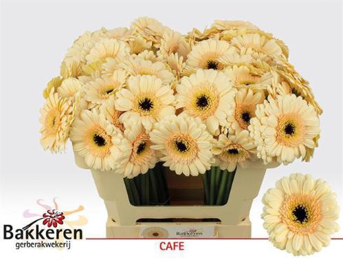 Gerbera mini 'Cafe'