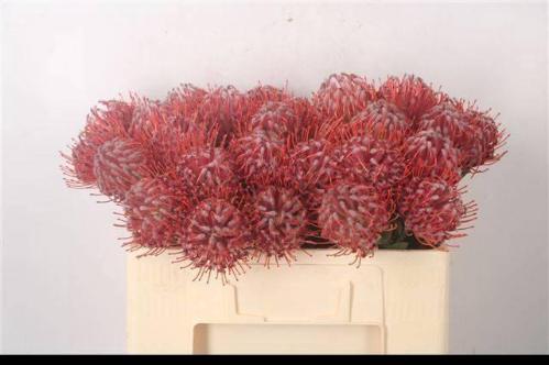 Leucospermum 'Scarlet Ribbon'