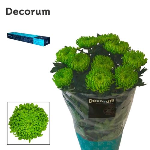 Chrysanthemum (Indicum Grp) geplozen Alemani