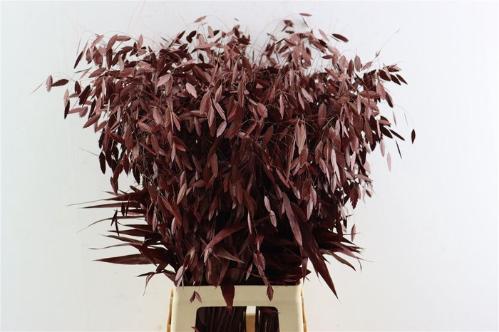 Snijbloemen overig kleurbehandeld H%