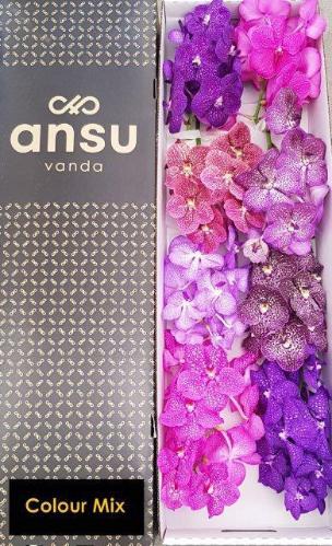 Vanda per tak gemengd