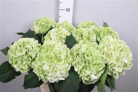 Hydrangea macrophylla Noordpool (classic)