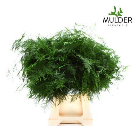 Asparagus setaceus overig