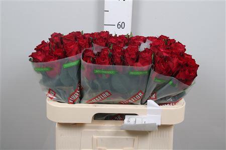 Rosa grootbloemig Madam Red