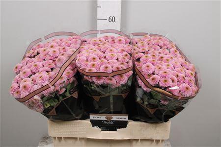 Chrysanthemum Indicum Grp tros santini Aaa Doria Pink
