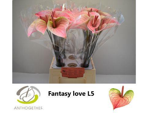 Anthurium Andreanum Grp 'Fantasy Love'