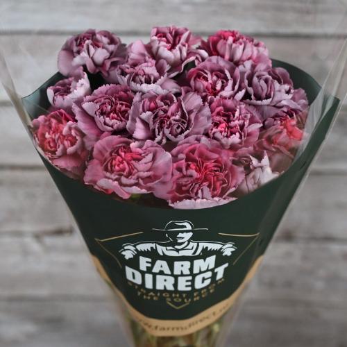 Dianthus standaard Hypnosis