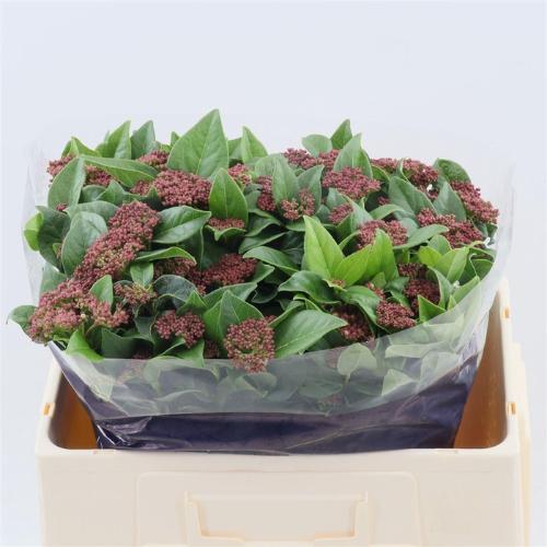 Viburnum tinus per stuk 'Macrophyllum'