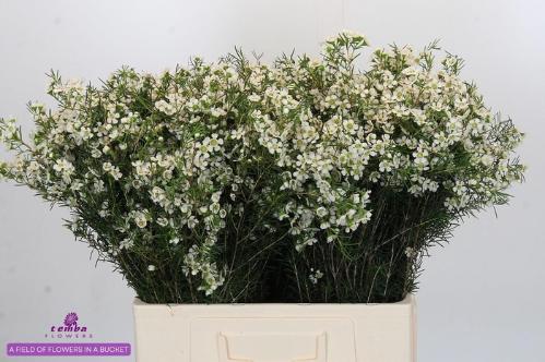 Chamelaucium uncinatum 'Ofir'