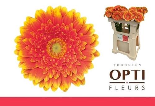 Gerbera mini 'Franky'