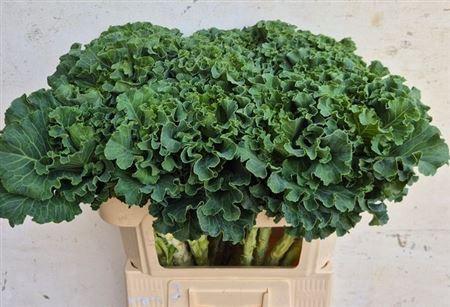 Brassica oleracea 'Crane Ruffle White'