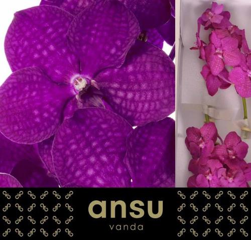 Vanda Nitaya Raspberry Cerise