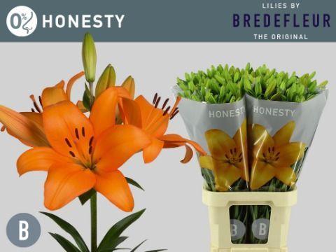 Lilium Longiflorum x Aziatische Grp 'Honesty'