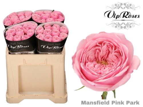 Rosa kleinbloemig Mansfield Pink Park