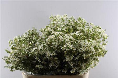 Chamelaucium uncinatum 'Ofir'