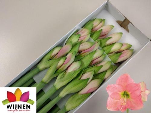 Hippeastrum Diamond Grp 'Paris'