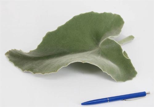 Decoratiegroen groot blad