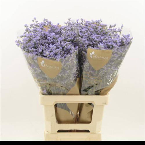 Limonium Utah Blue