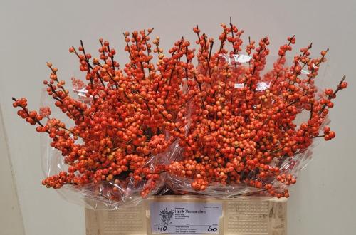 Ilex verticillata Oudijk's Orange