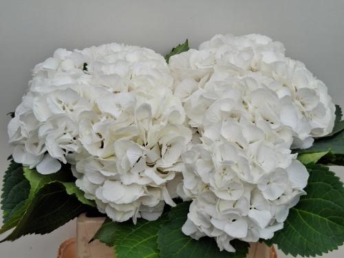 Hydrangea macrophylla 'Schneeball'