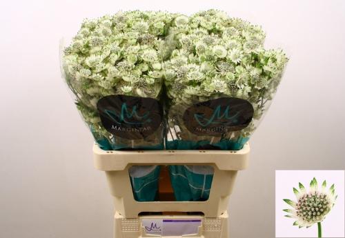 Astrantia major Billion Stars XL