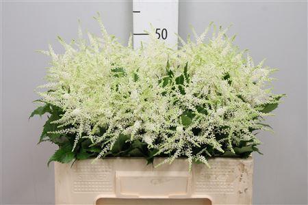 Astilbe Japonica Grp 'Whasingthon'