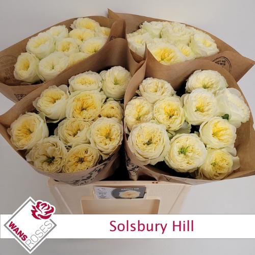 Rosa grootbloemig Solsbury Hill