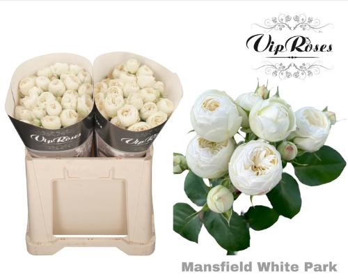 Rosa tros Mansfield White Park