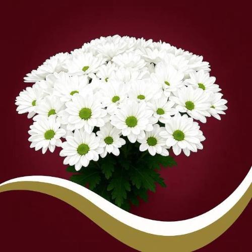 Chrysanthemum Indicum Grp tros Chic