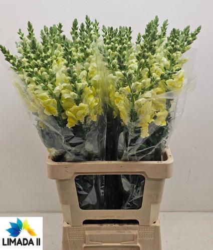 Antirrhinum majus 'Potomac Yellow'